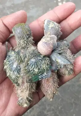 Lovebird lolohan non klep