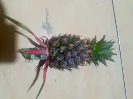 Nanas buah herbal