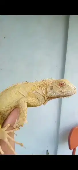 HEWAN IGUANA ALBINO, RED, GREEN JUVENIL UNIK
