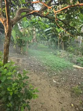 Tanah strategis utk rumah dekat kota Rangkasbitung