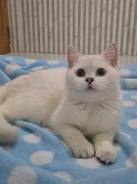 Kucing British Shorthair silver point blue eyes