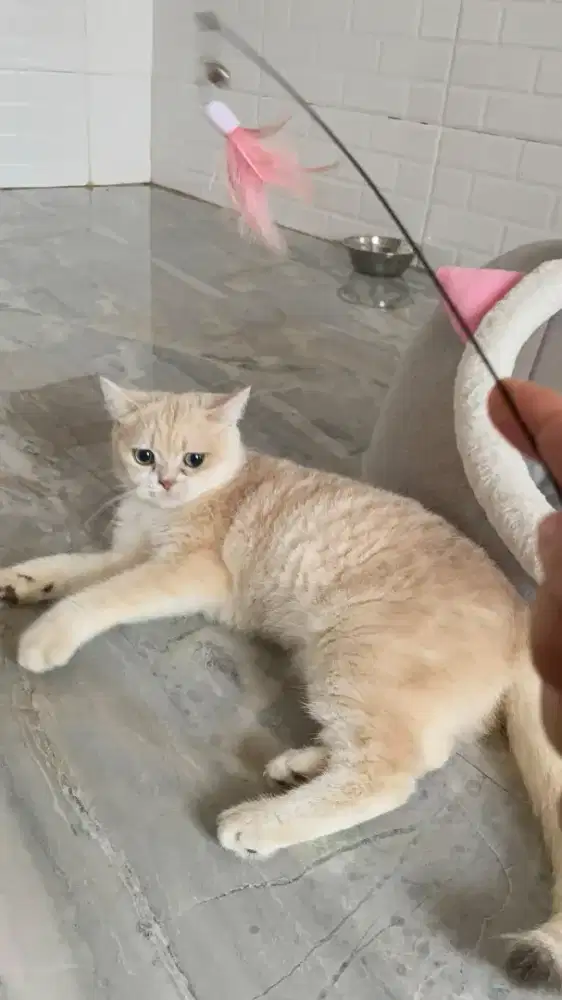 British Shorthair betina impor steril