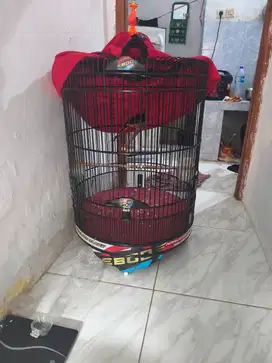 Murai batu medan