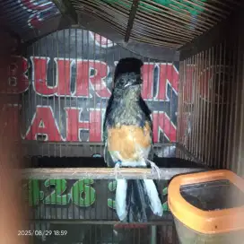 Anakan murai batu