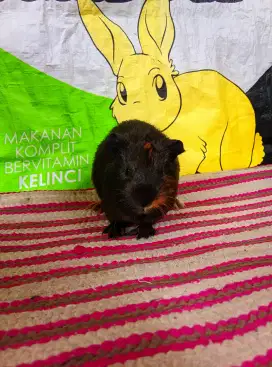 Marmut hias American remaja betina