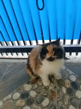 Persian calico Longair