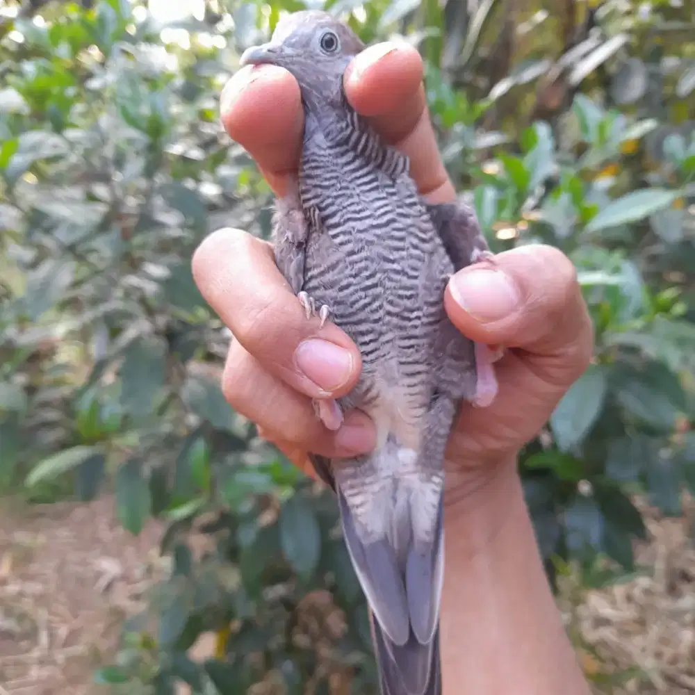 Perkutut daringan kebak lurik bagus
