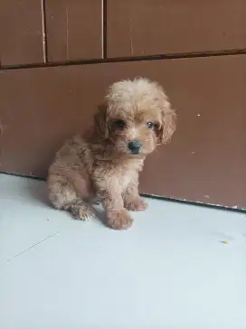 Poodle poodel puppies tiny super tiny