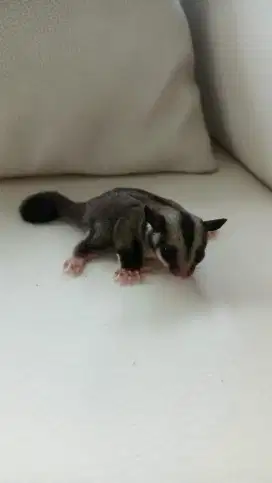 Sugar Glider Classic Grey