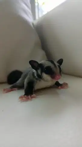 Sugar Glider Classic Grey