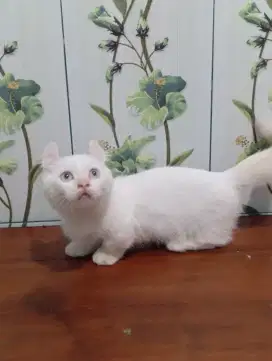 Kucing Munchkin Kinkalow