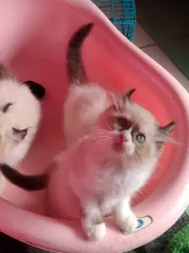 ragdoll curl betina