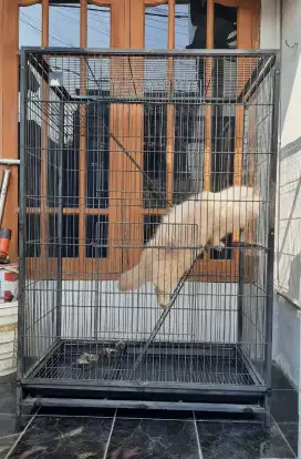Kandang Kucing Ukuran Besar