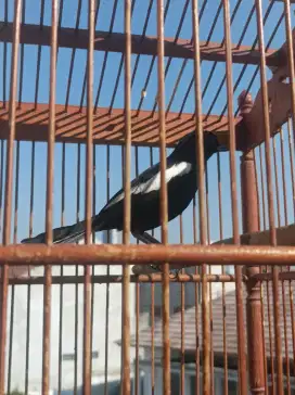 Kacer dada hitam gacor