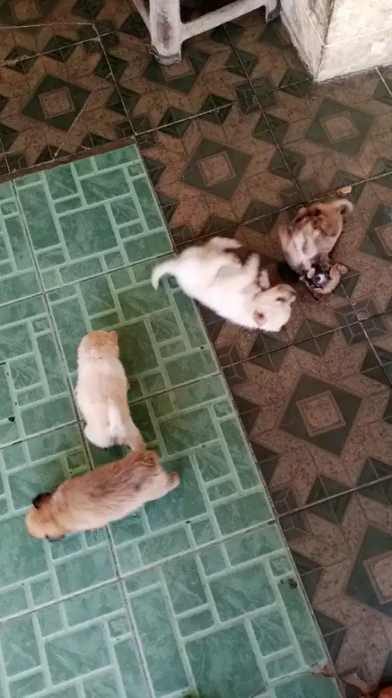 Dijual anakan anjing shitsu umur 3 bulan