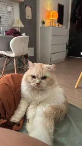 LOWONGAN KERJA ADMIN CONTENT CREATOR KHUSUS KUCING