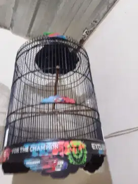 JUAL SANTAI KANDANG BURUNG MURAI .