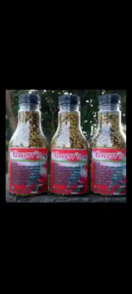Pakan kenari racikan