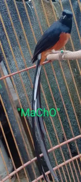 Muray batu ekor panjang