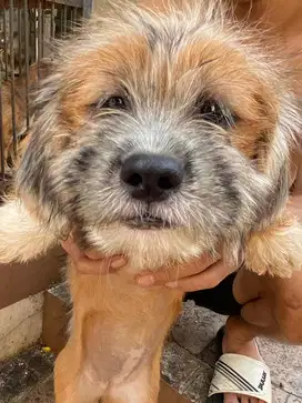 Open Adopsi Doggy Mix Shitzu