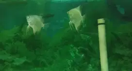 Ikan manfish BSP