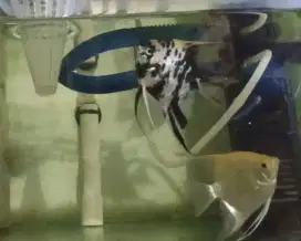 Manfish indukan sepasang