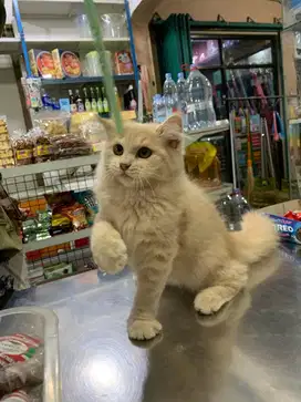 kitten beranjak remaja bulu kapas lembut