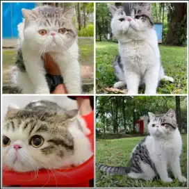 Jasa pacak kucing peaknose exotic shorthair