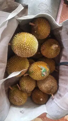 DIJUAL KEBUN DURIAN