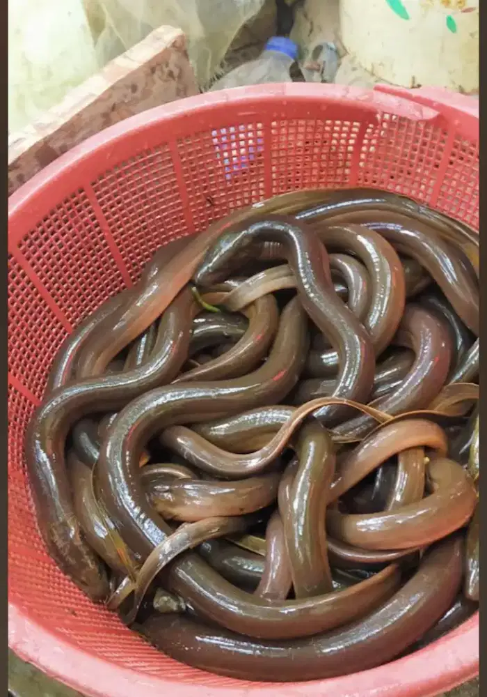 Tersedia belut hidup ready
