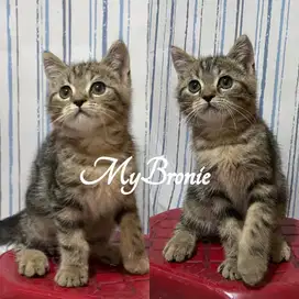 Kucing british shorthair jantan 3 bulan