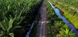 Lowongan pekerjaan laki laki dan pasutri di perkebunan sawit Gratis