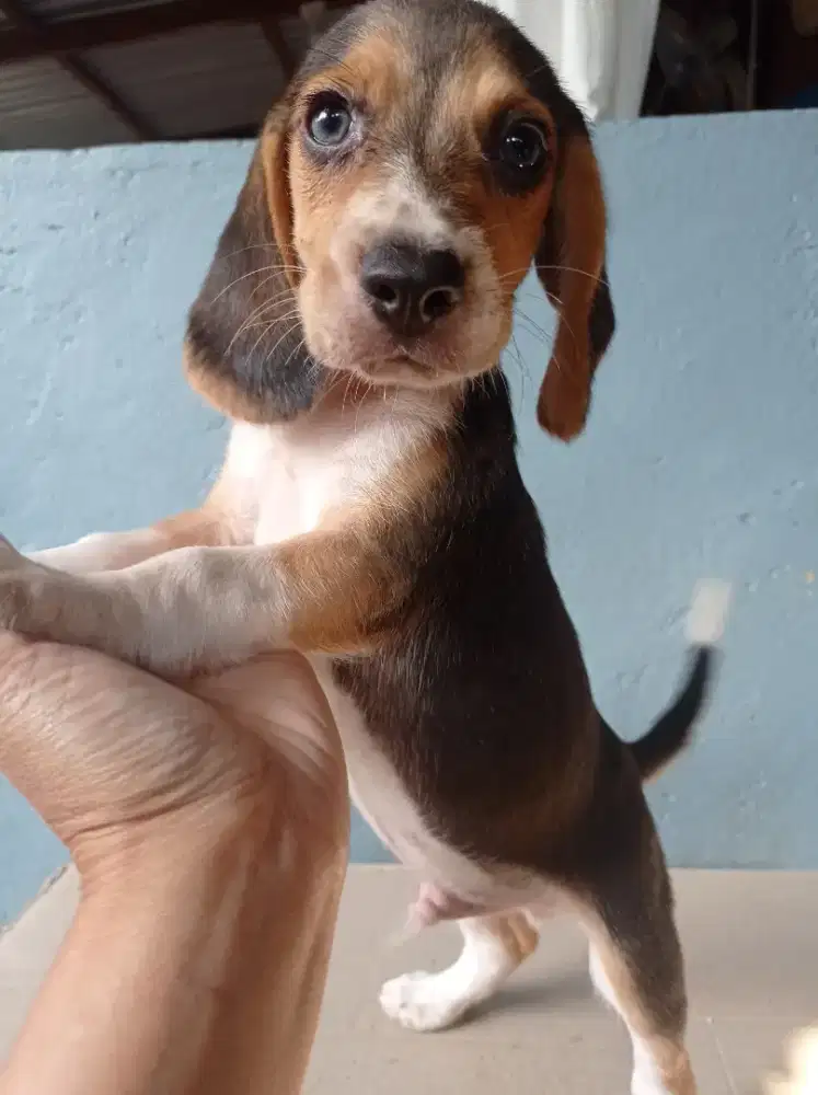 Anakan Beagle.sudah vaksin