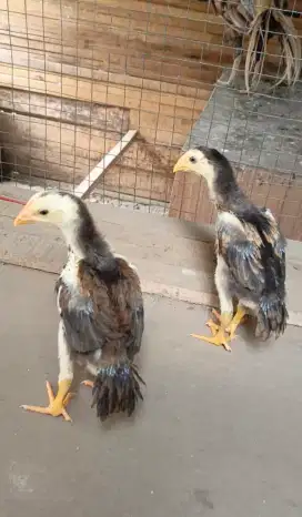 Ayam ekor lidi ori