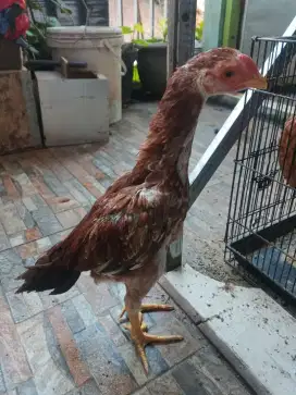 Ayam hias ekor lidi