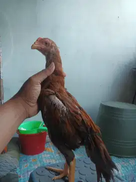 Ayam hias ekor lidi