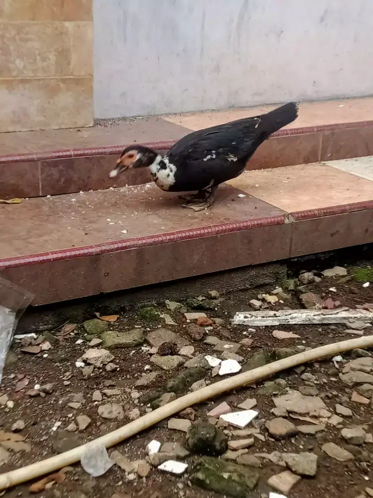 Entok betina 2 ekor