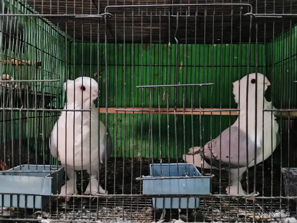 Burung hias santinet, burung dara.