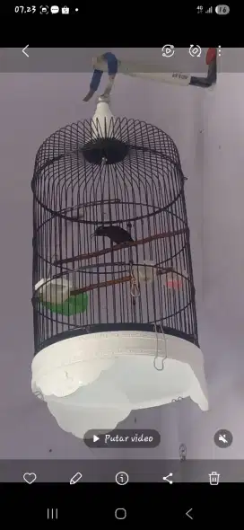 Kolibri ninja/konin gacoor dor