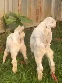 sepasang anakan kambing etawa senduro 3 bulanan siap ternak piara hoby