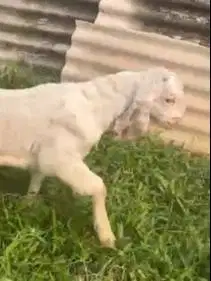 sepasang anakan kambing etawa senduro 3 bulanan siap ternak piara hobi