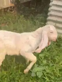 sepasang anakan kambing etawa senduro 3 bulanan 1 jantan 1 betina puas