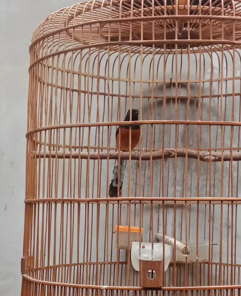Burung murai batu gacoran