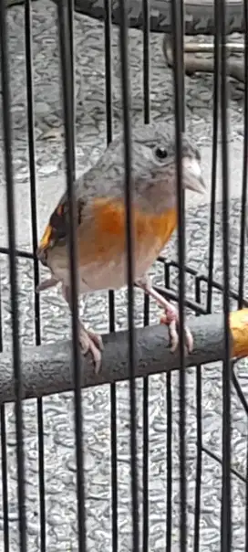 Redsiskin dillute