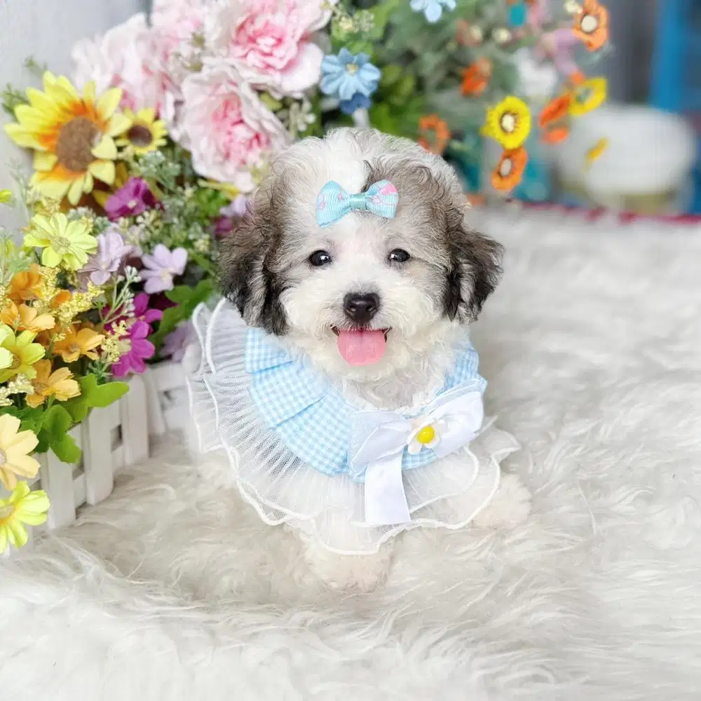 Party poodle super gembul kaki cebol bulu tebal pudel podle poodel
