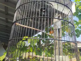Burung murai jantan