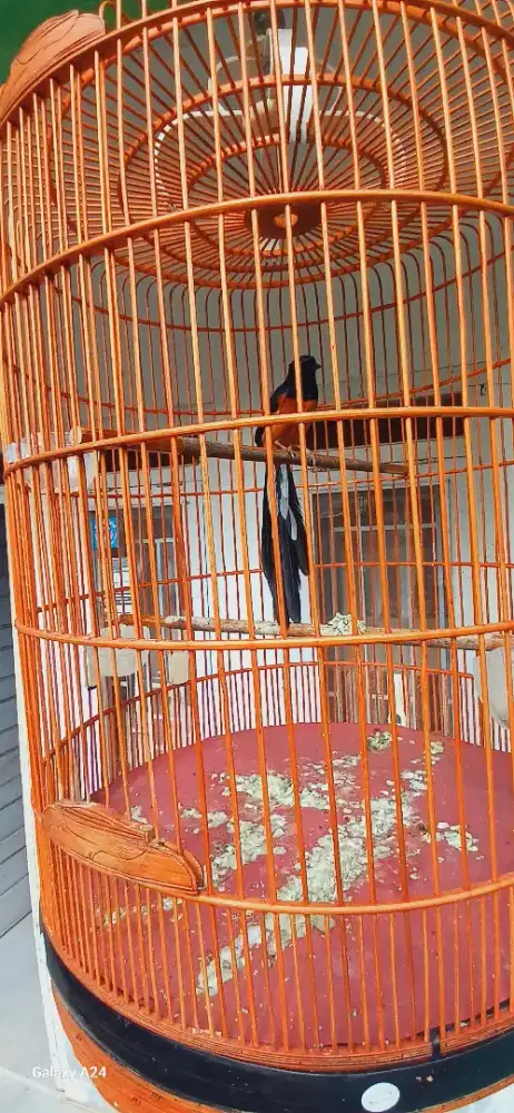 Burung murai batu