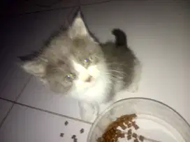 Abu2 Putih Grey White Blue Eyes ras Anak Kucing BSH Persia Anggora