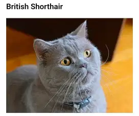 Anak kucing Britis