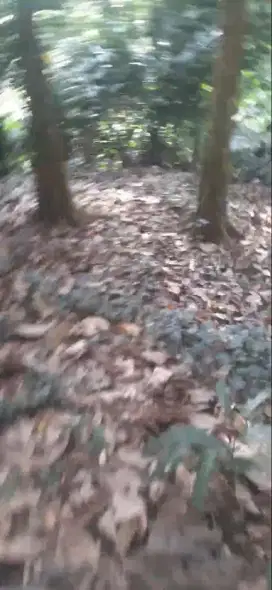 Kebun Terdapat Pohon Dukuh Kelapa dll